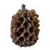 Hobby Casuarina Cones