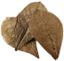 Hobby Catappa Leaves