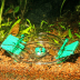 JBL LimCollect -Snail Trap-