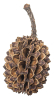 Arka mySCAPE Casuarina Cones