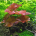 Dennerle Nymphaea lotus Red
