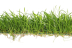Dennerle Lilaeopsis Stretch-Pad 3x18 cm