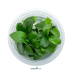 Dennerle Anubias barteri nana In-Vitro Cup