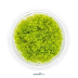 Dennerle Amblystegium serpens In-Vitro Cup