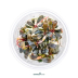 Dennerle Bucephalandra sp. ´Serimbu Brown´ In-Vitro Cup