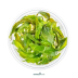 Dennerle Cryptocoryne usteriana In-Vitro Cup