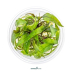 Dennerle Cryptocoryne x purpurea In-Vitro Cup