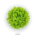 Dennerle Glossostigma elatinoides In-Vitro Cup