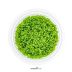 Dennerle Hemianthus callitrichoides 'Cuba' In-Vitro Cup