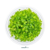 Dennerle Hydrocotyle tripartita ´Mini´ In-Vitro Cup