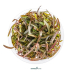 Dennerle Hygrophila lancea 'Araguaia' In-Vitro Cup