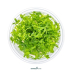 Dennerle Ranunculus inundatus In-Vitro Cup