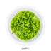 Dennerle Riccia fluitans In-Vitro Cup