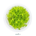 Dennerle Rotala sp. ´Wayanad´ In-Vitro Cup