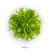 Dennerle Taxiphyllum alternans ´Taiwan´ In-Vitro Cup