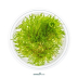 Dennerle Taxiphyllum sp. 'Flammenmoos' In-Vitro Cup
