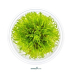Dennerle Taxiphyllum sp. ´Giant´ In-Vitro Cup
