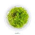 Dennerle Vesicularia montagnei In-Vitro Cup