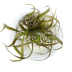 Dennerle Cryptocoryne Spiralis 'Red' In-Vitro Cup
