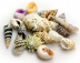 Hobby Sea Shells Set