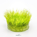 Dennerle Amblystegium serpens In-Vitro Cup