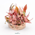 Dennerle Cryptocoryne spec.'Flamingo' In-Vitro Cup