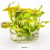 Dennerle Cryptocoryne usteriana In-Vitro Cup