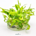 Dennerle Cryptocoryne wendtii 'Broad Leaf' In-Vitro Cup