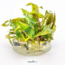 Dennerle Cryptocoryne x purpurea In-Vitro Cup