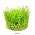Dennerle Eleocharis pusilla In-Vitro Cup