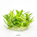 Dennerle Helanthium bolivianum ´Quadricostatus´ In-Vitro Cup