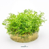Dennerle Ludwigia arcuata In-Vitro Cup