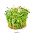Dennerle Marsilea hirsuta In-Vitro Cup