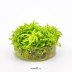 Dennerle Pogostemon helferi In-Vitro Cup
