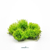 Dennerle Riccardia chamedryfolia In-Vitro Cup