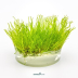 Dennerle Taxiphyllum sp. 'Flammenmoos' In-Vitro Cup