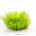 Dennerle Taxiphyllum sp. ´Giant´ In-Vitro Cup