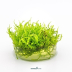 Dennerle Vesicularia montagnei In-Vitro Cup