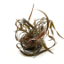 Dennerle Cryptocoryne Spiralis 'Red' In-Vitro Cup