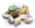 Hobby Sea Shells Set