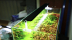 Chihiros A II Series LED Light