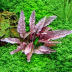 Dennerle Cryptocoryne spec.'Flamingo' In-Vitro Cup