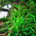 Dennerle Helanthium tenellum ´Broad leaf´ In-Vitro Cup