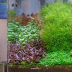Dennerle Hygrophila lancea 'Araguaia' In-Vitro Cup