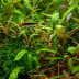 Dennerle Hygrophila pinnatifida In-Vitro Cup