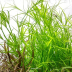 Dennerle Juncus repens In-Vitro Cup