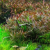Dennerle Ludwigia arcuata In-Vitro Cup