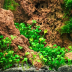 Dennerle Marsilea hirsuta In-Vitro Cup