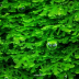 Dennerle Riccardia chamedryfolia In-Vitro Cup