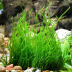 Dennerle Taxiphyllum sp. 'Flammenmoos' In-Vitro Cup